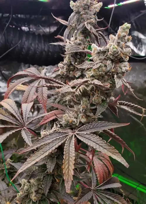 Strawzilla
