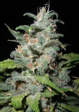 Blue Dynamite