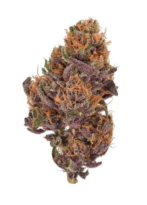 Purple Eclipse