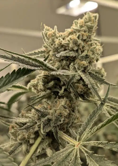Silverhawks OG