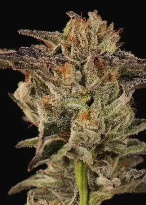 Sour Headies