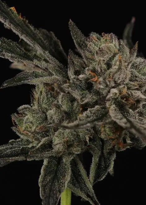 Grapevine OG