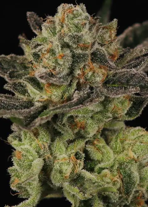Frosted Skoochie