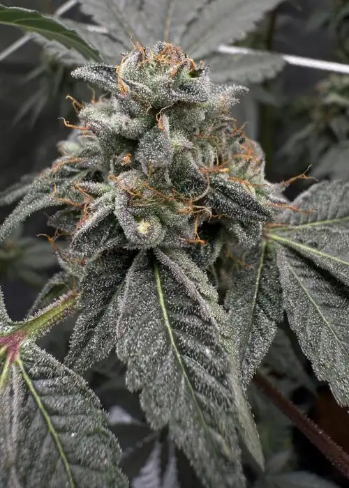 Lemon Cherry Zkittlez