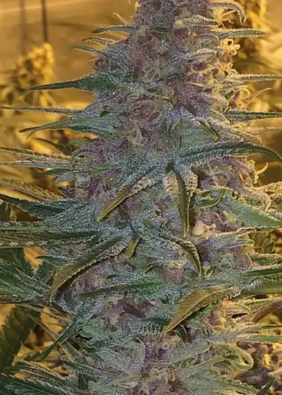 Black Cherry Pie