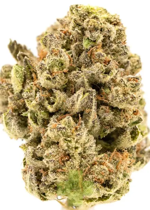 Sour Kush Breath