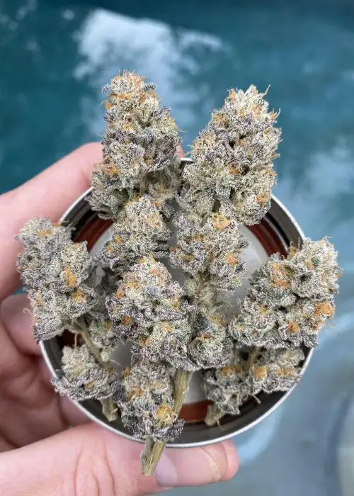 Terp Daddy