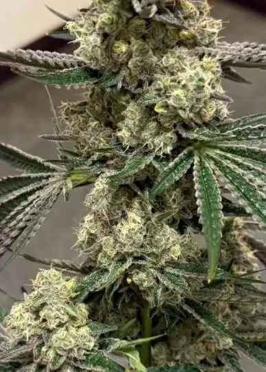Triple Kush Breath