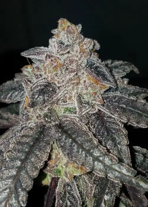 Cherry Lime Bubba