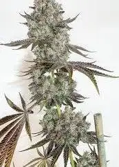 Black Cherry Slur-P