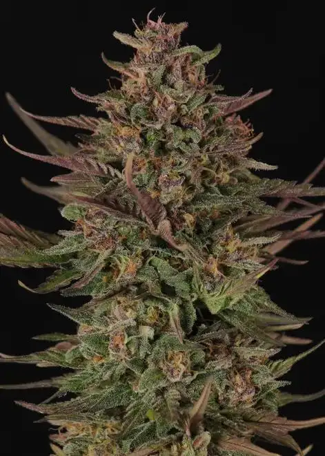 Rose Fuel