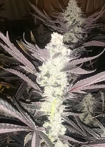 Do-lato V2