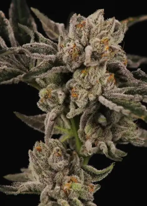 Red Cherry Headies