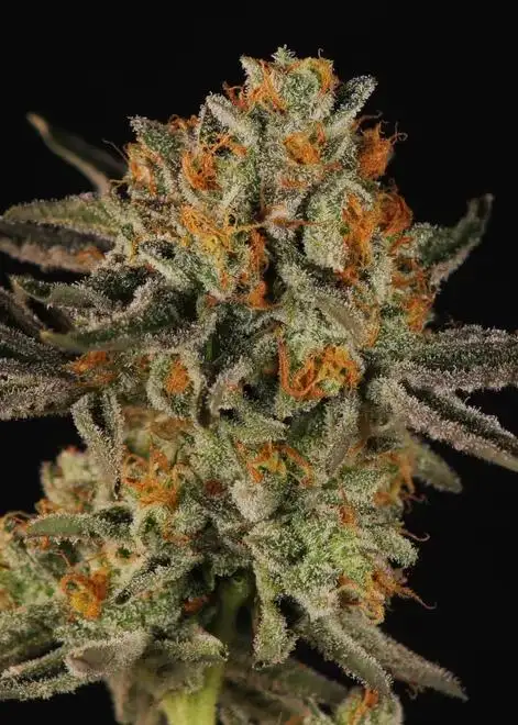 Heady Fumes