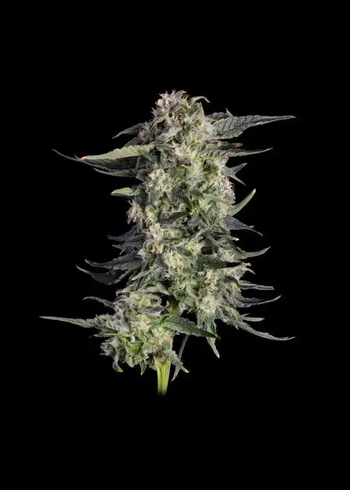 Super Lemon Sunset