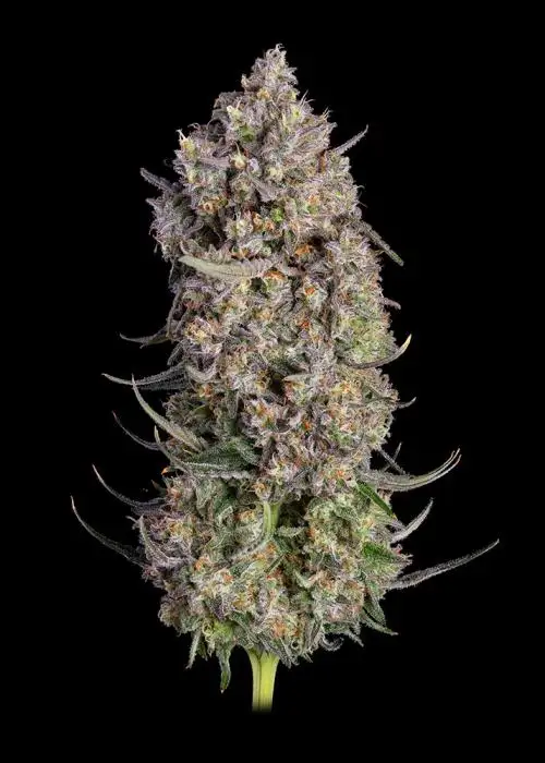 Truffle Bomb