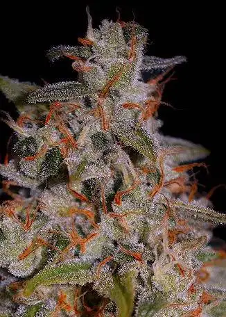 Honey Papaya