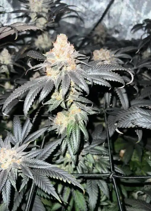 Sour TK