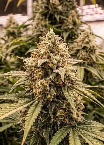 Sour Sister