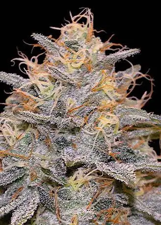 Orange Frappe