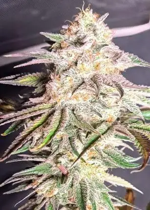 Nigerian Chem