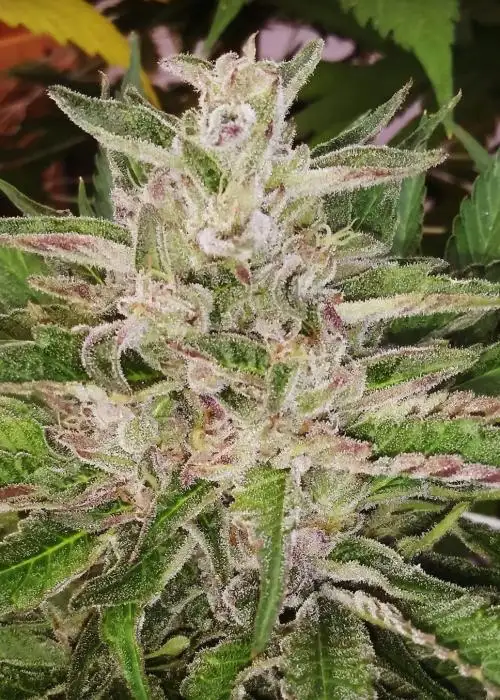 Blackberry Lemonade