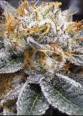 Captain's Cake