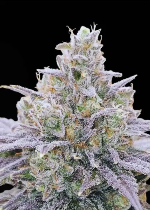 Cheddar Blossom