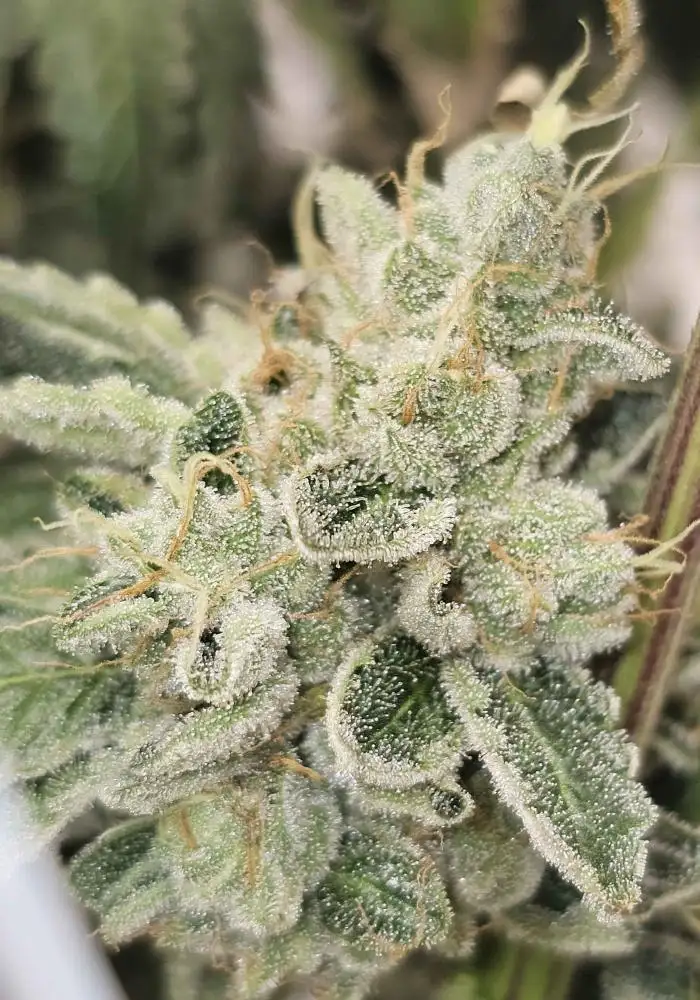 Club Kush Regular