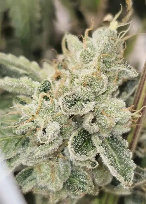 Club Kush