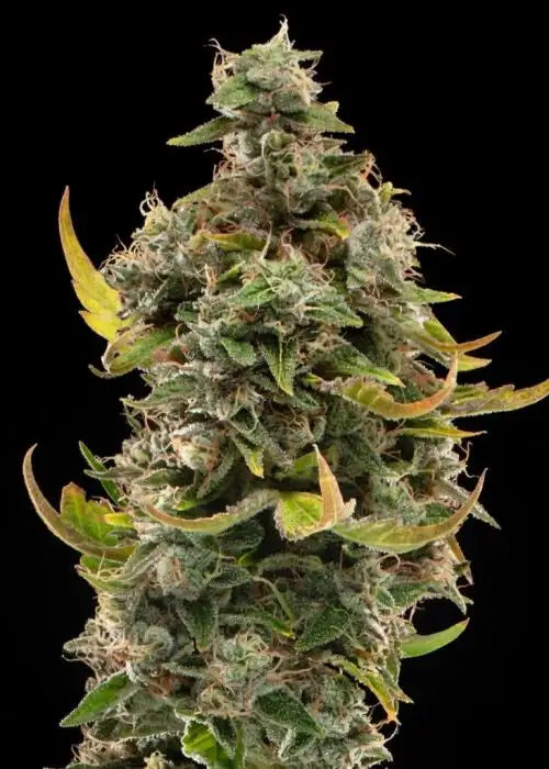 Golden State Banana
