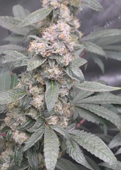 Slurricane #44