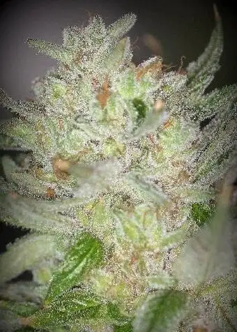 White Nightmare