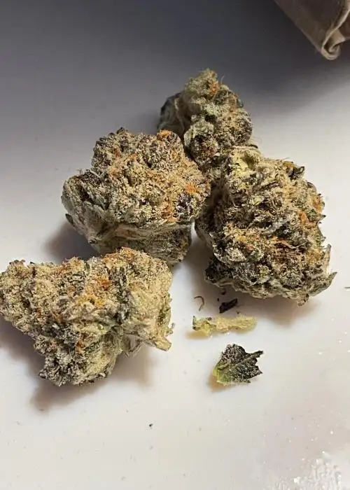 Grape Pie Bx