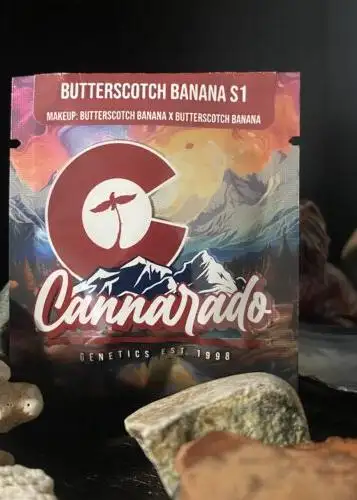 Butterscotch Banana S1