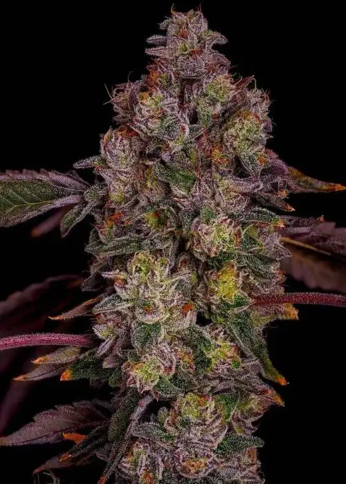 Sherb Cream Pie