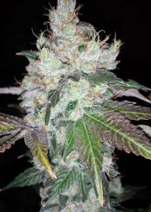 ‘88 G13 Hashplant