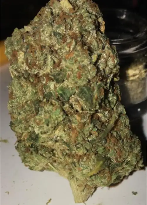 Gupta Kush