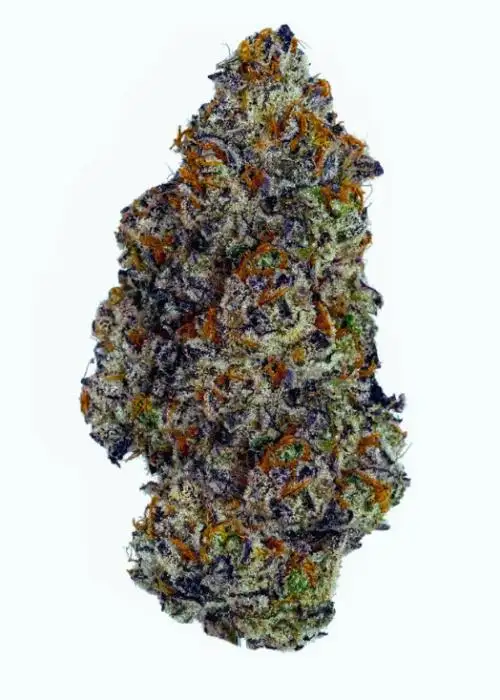 Slurricane #23