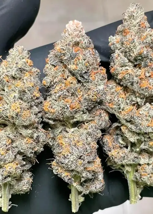 Slurricane #7