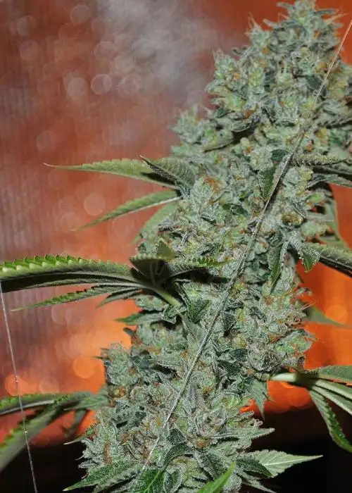 Orange Valley OG