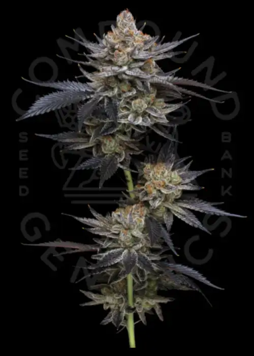 Legend Orange Apricot