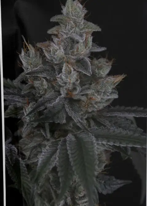 Neon Hulk