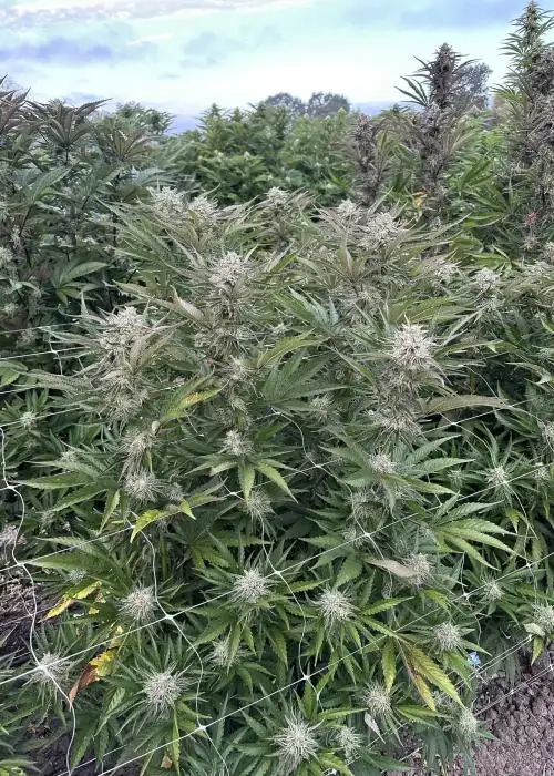 Banana Cookie Kush