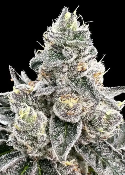 Platinum Runtz