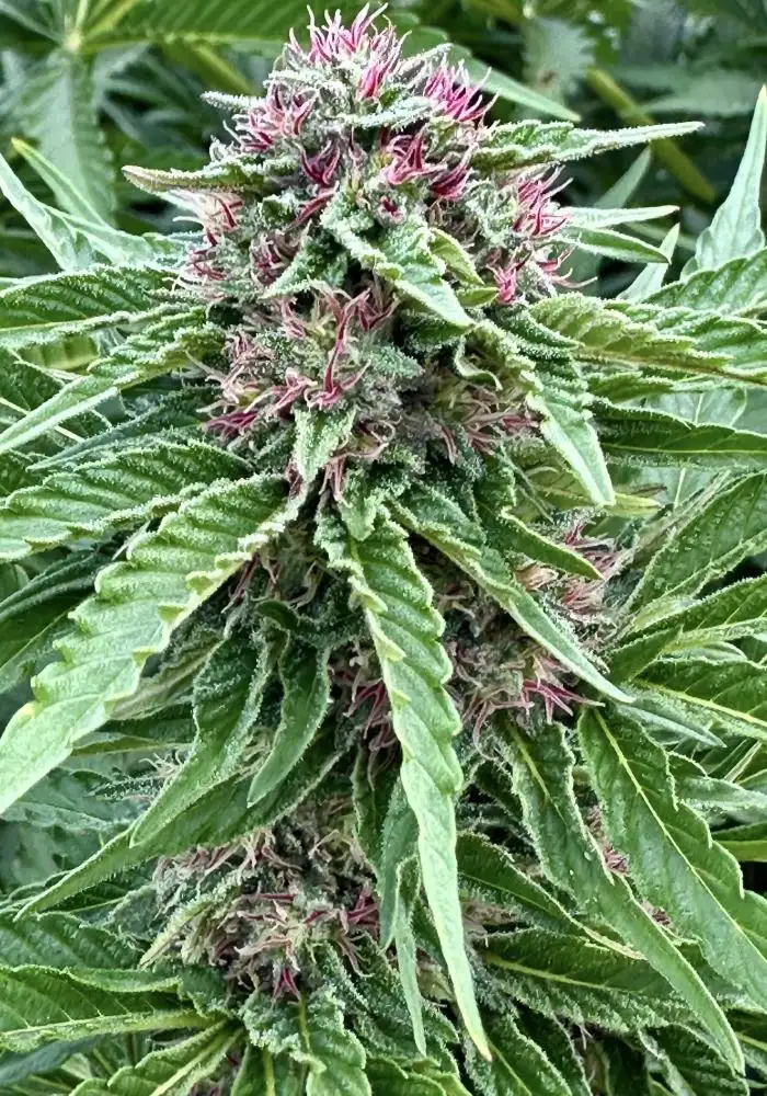 Banana Kush s1