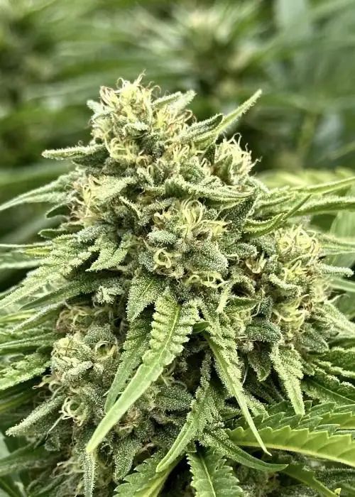 Banana Papaya