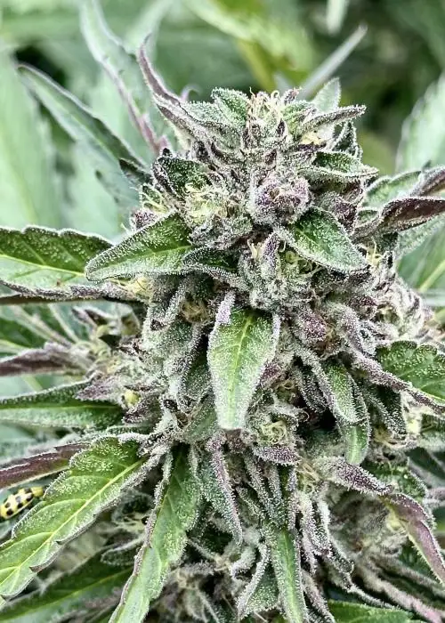 Banana Pie