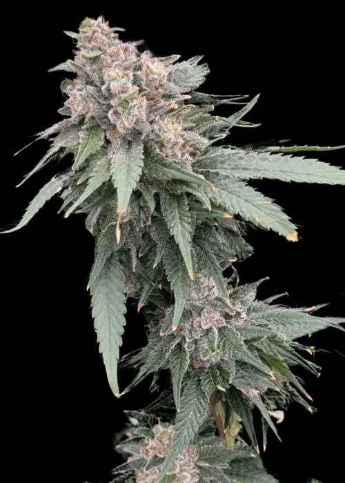 Galactic Guava