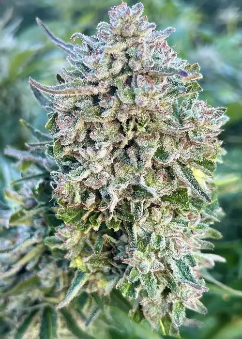 Cookie Crack